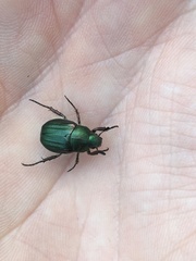 Anomala octiescostata