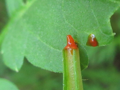 Coreanomecon hylomeconoides