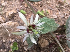 Passiflora cisnana