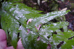 Asplenium bulbiferum × lepidotum