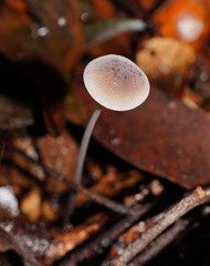 Mycena austrofilopes