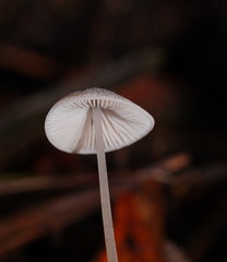 Mycena austrofilopes