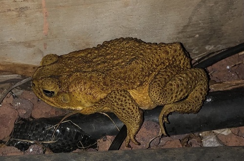 Rhinella marina observed 2021-04-19