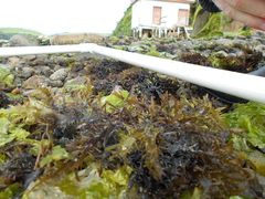 Gigartinales