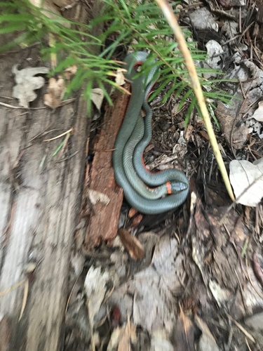 iNaturalist observation photo of Ring-necked Snake