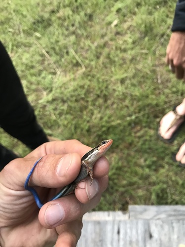 iNaturalist observation photo of Western Skink
