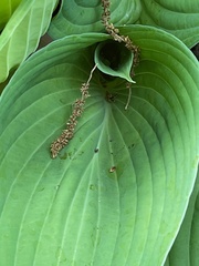 Hosta plantaginea
