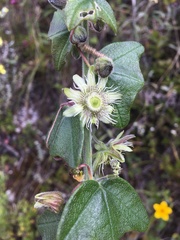 Passiflora sanchezii