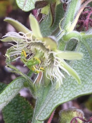 Passiflora sanchezii