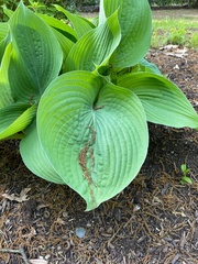 Hosta plantaginea