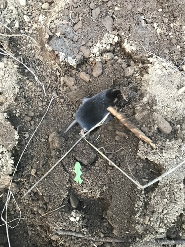iNaturalist observation photo of Northern Broad-footed Mole