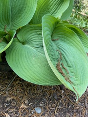 Hosta plantaginea
