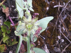 Passiflora sanchezii