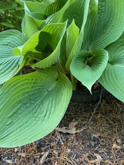 Hosta plantaginea