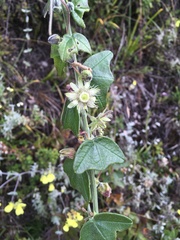 Passiflora sanchezii