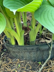 Hosta plantaginea