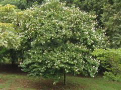 Bauhinia picta