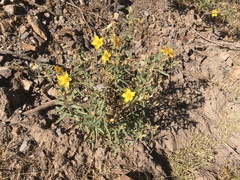 Mentzelia heterosepala