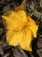 Mentzelia heterosepala