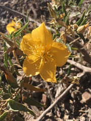 Mentzelia heterosepala