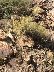 Mentzelia heterosepala