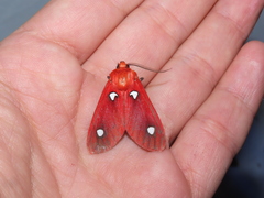 Hyperthaema sanguineata