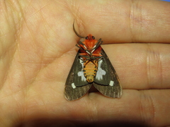 Hyperthaema sanguineata