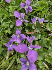 Viola sororia