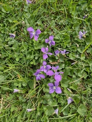 Viola sororia