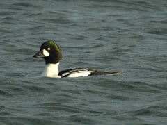Bucephala clangula × islandica