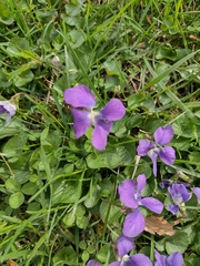 Viola sororia