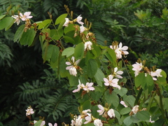 Bauhinia picta