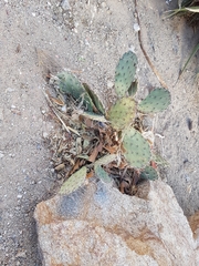 Opuntia