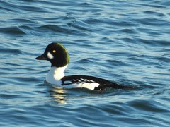 Bucephala clangula × islandica
