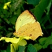 Mariposa Amarilla Salomé - Photo (c) osw, algunos derechos reservados (CC BY-NC), subido por osw