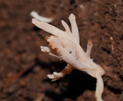 Clavulina vinaceocervina