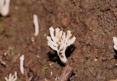 Clavulina vinaceocervina