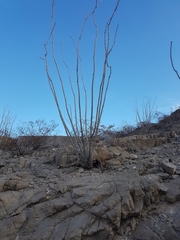 Fouquieria splendens