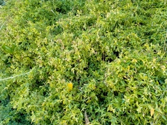 Chenopodium nutans nutans