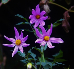 Dahlia imperialis