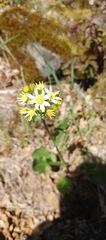 Senecio integerrimus ochroleucus