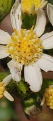 Senecio integerrimus ochroleucus