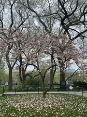 Magnolia × soulangeana