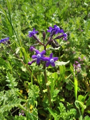 Anchusa stylosa