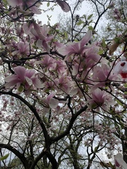 Magnolia × soulangeana