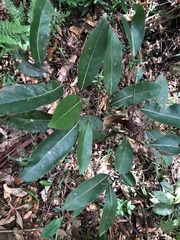 Cryptocarya microneura