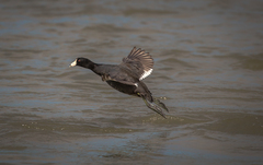 Fulica americana