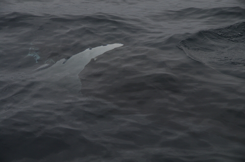 Mobula birostris