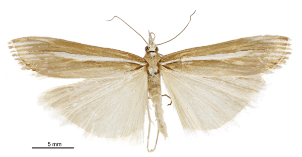 Orocrambus heteraulus