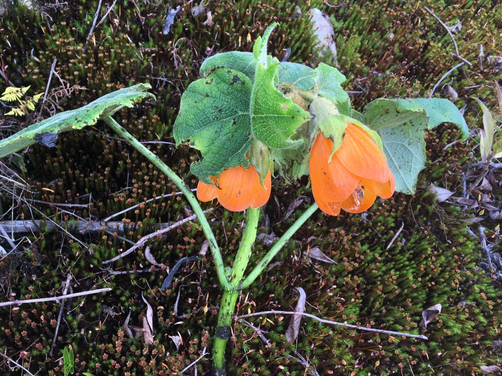 Nasa callacallensis